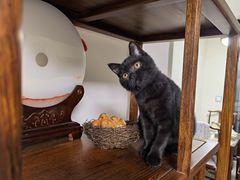 -糯米喵星人总部直营旗舰店·猫舍·幼猫出售