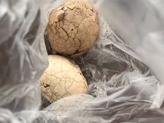 -金盆阿嬷香菇茶叶蛋(玄光店)