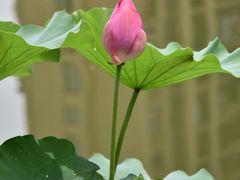 -陈家山荷花公园