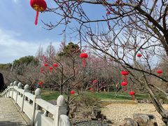 -苏州上方山国家森林公园