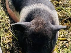 -小鱼草莓采摘园农家乐·小鱼餐厅