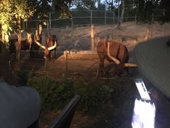 -清迈夜间动物园