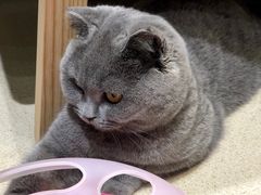 -藏猫猫咖啡主题馆(中央大道店)