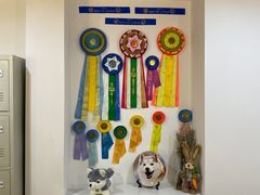 -Husky Go! 哈士奇体验馆·宠物咖啡厅狗咖