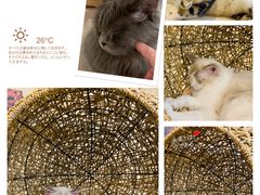 -飞行喵MR PILOT|猫舍·猫咖(静安大融城店)