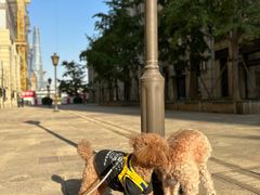 -佩兹宠物医院肿瘤专科·眼科·牙科(黄浦店)