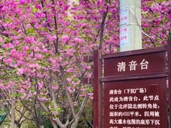 -桃花堤公园