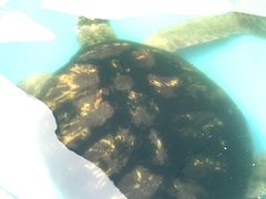 -北戴河圣蓝海洋公园