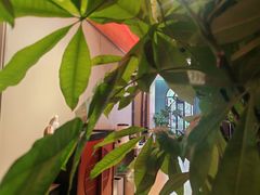 -福照楼汽锅鸡·云南菜(护国路店)