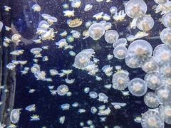 -太平洋海底世界