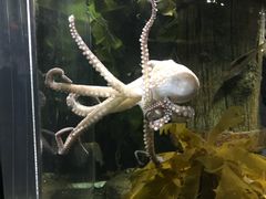 -凯莉-塔尔敦海洋生物水族馆