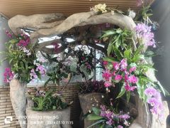 -石家庄市植物园