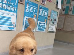 -谐和益家动物医院·免疫绝育·血液透析·宠保定点医院(高新伊藤分院)