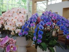-上海鲜花港