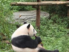 -ZOO COFFEE动物园咖啡(红山森林动物园店)