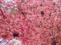 -天适樱花悠乐园
