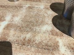 -耶里夏丽·丝路新疆菜·清真食品(徐汇南丹东路臻选店)