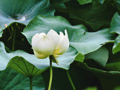 -成都市文化公园