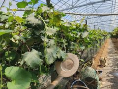 -马陆小张葡萄园农家乐