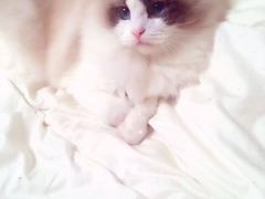 -Bastet sally猫舍购宠(静安店)