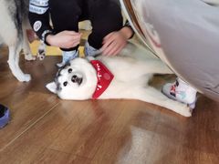 -Husky Go! 哈士奇体验馆·宠物咖啡厅狗咖