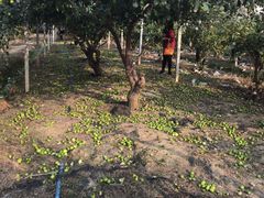 -新塘水果乐园(东洲大道店)