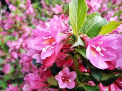 -黑龙江省森林植物园