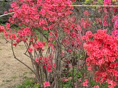 -好一朵茉莉花(老门东店)