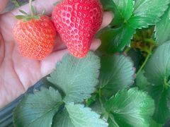 -甜心庄园·甜心草莓采摘园(西青中北店)