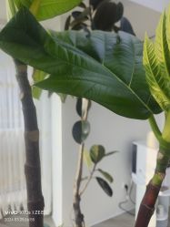 -HEYAN荷妍专业脱毛连锁机构