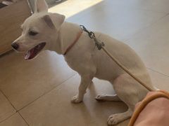 -艾贝尔宠物医院·狂犬免疫点(江山金象城店)