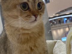 -COLOR PETS 撸猫馆·购猫·猫咖(长风大悦城店)