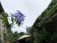 -老屋咖啡