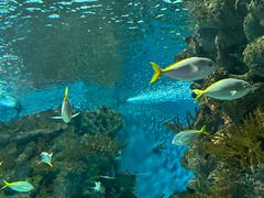 -上海海洋水族馆