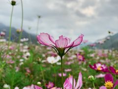 -羚羊峡古栈道森林公园