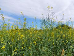 -光明小镇欢乐田园