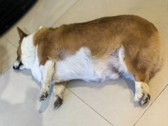 -平行世界·猫咖(首经贸店)