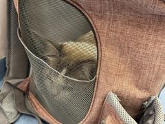 -博特宠物医院24h犬猫全科.骨科·异宠