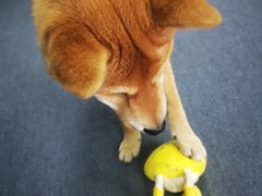 -爱乐蒙艺术·古筝 钢琴 声乐(科华校区)