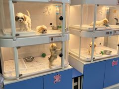 -翊宠yipet猫狗购宠庄园犬舍•猫舍