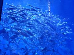 -成都浩海立方海洋公园