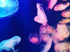 -成都浩海立方海洋公园