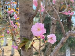 -长白岛森林公园