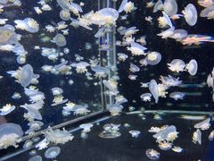 -太平洋海底世界