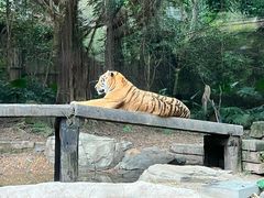 -广州长隆野生动物世界