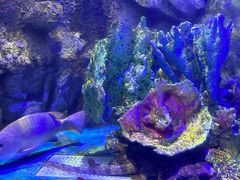 -太平洋海底世界