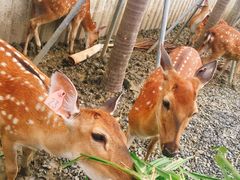 -鹿境梅花鹿生态园区