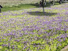 -汉长安城未央宫国家考古遗址公园