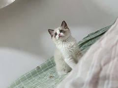 -欣宠猫屋·矮脚拿破仑·蓝金金渐层