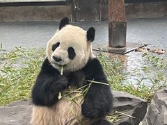 -上海野生动物园